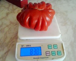 Рекордный урожай томатов, полученный под поликарбонатом GREENHOUSE-nano.
